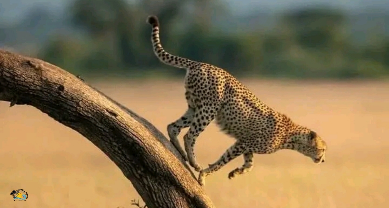 4 Days Tanzania Safari: Ngorongoro Crater & Tarangire National Park