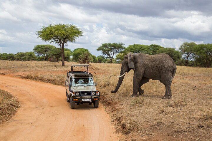 From Zanzibar Mikumi Safari Day Trip with Flights and Lunch