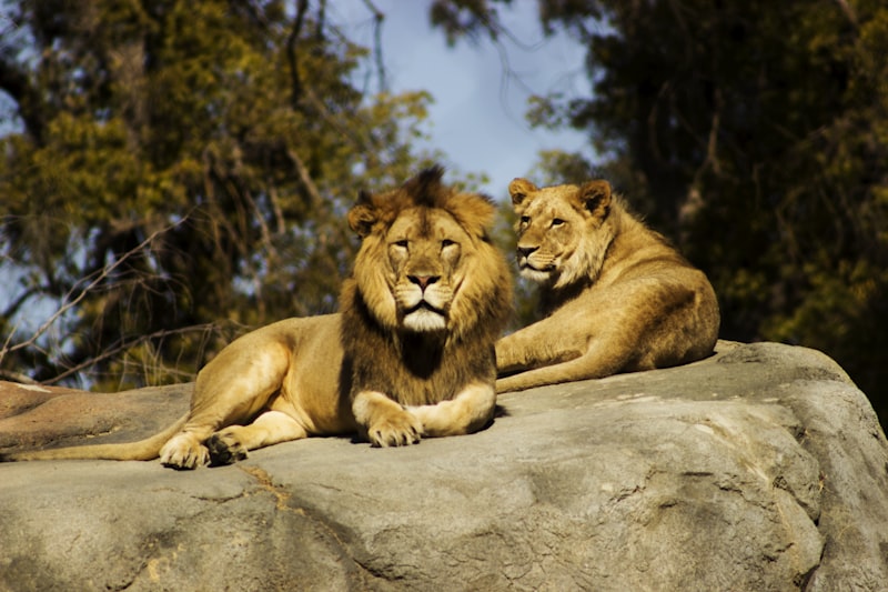 Lion in Serengeti