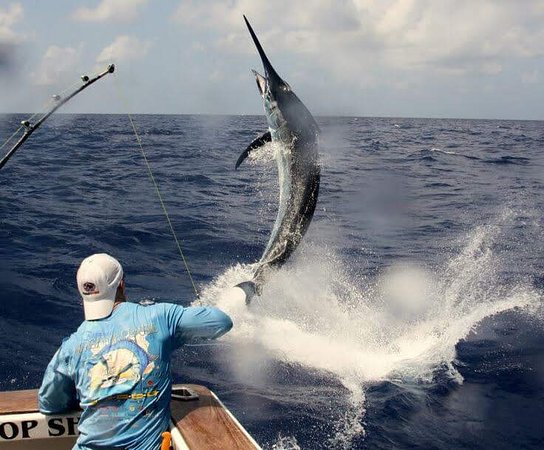 catching-blue-marlin